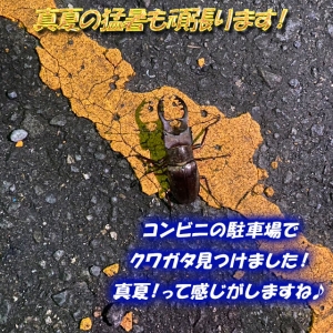 【夏を感じる瞬間】仕事帰りにクワガタ発見！